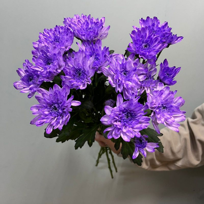 Хризантема кустовая фиолетовая 