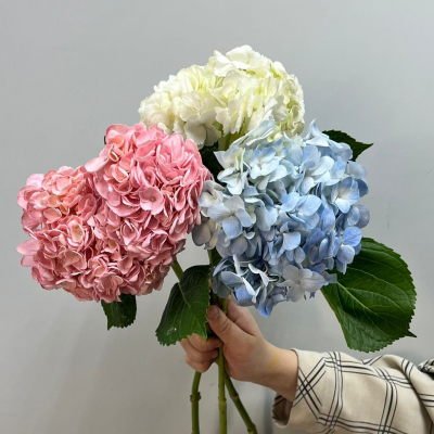 Гортензия Колумбия MIX