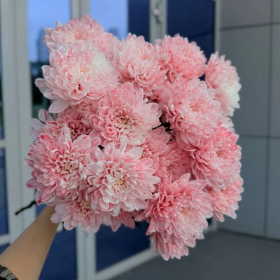 Хризантема кустовая 