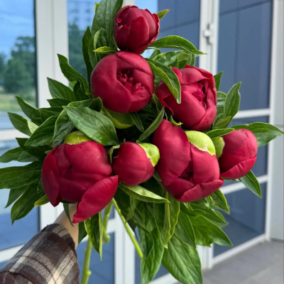 Пионы Red Charm